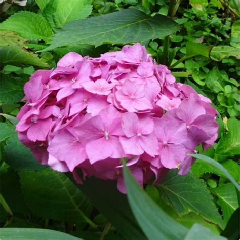 Hydrangea Macrophylla Pink Bouquet