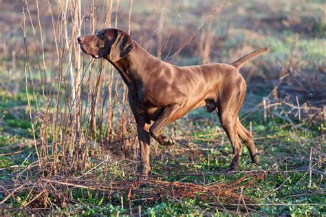 German Shorthaired Pointer Dog Breed Characteristics And Care
