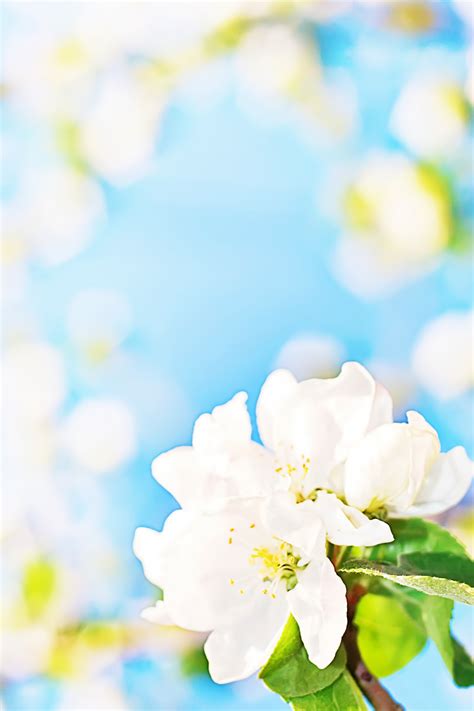 Free Photo White Flowers Background Abstract April Beautiful