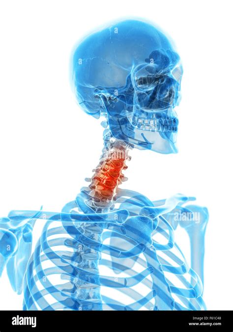 Human Skull And Cervical Spine Hi Res Stock Photography And Images Alamy