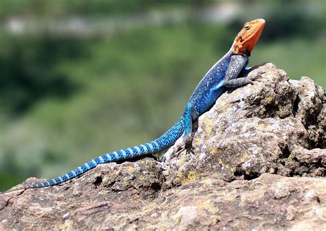 Agama Reptile Behavior Habitat Britannica