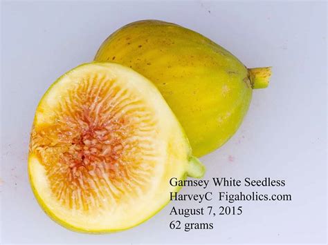 Garnsey White Seedless Fig Var Tin
