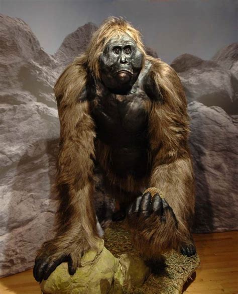 Gigantopithecus Largest Ape Ever Lived