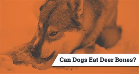 Are Deer Carcass Bones Safe For Dogs