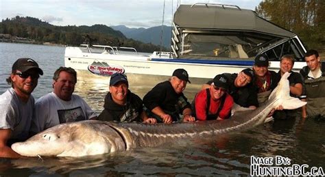 Largest Recorded Sturgeon Caught On The Fraser In 2012 Fraser River