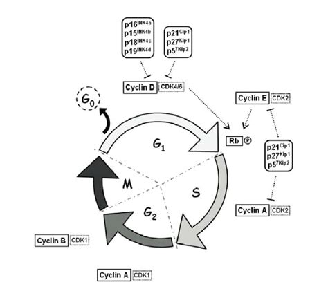 Schematic Representation Of The Eukaryotic Cell Cycle Download Scientific Diagram