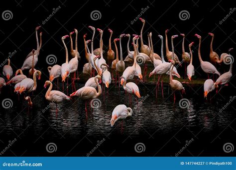 Group Of Pink Flamingo Birds In Their Habitat Stock Image Image Of