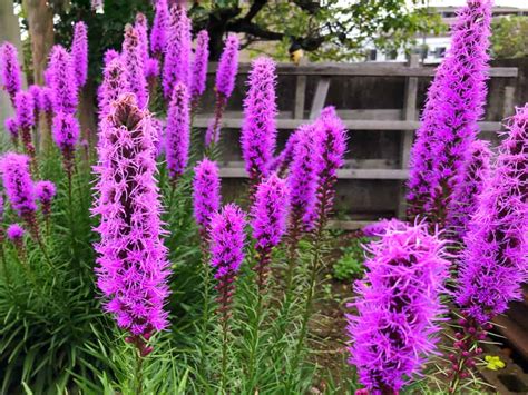 Without the label, you can't tell the red tulip bulbs from the white tulip bulbs just by looking at the bulbs. Liatris: How to Plant, Grow and Care?