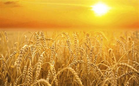 The Meaning And Symbolism Of The Word Harvest