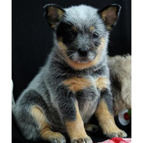Be sure to research all breeds in any mix to be sure it's the right fit. Akc Reg Australian Cattle Dog Puppies in Norfork, Arkansas ...