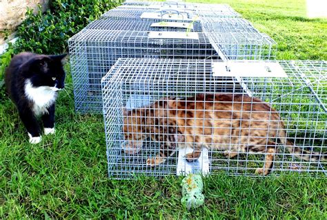 Trap Neuter Return Decreases Feral Cat Population Local News