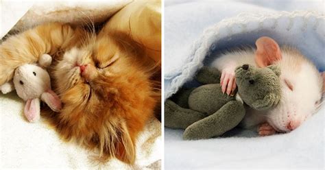 10 Animals Sleeping And Cuddling With Stuffed Animals Paws Planet