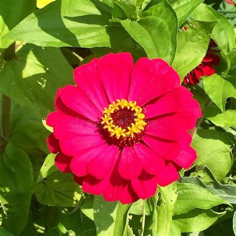 Zinnia Flower Isolated In A Garden Front View Vibrant Color Stock