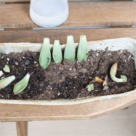 How To Propagate Succulents From Leaves And Cuttings Propagating Succulents Succulents