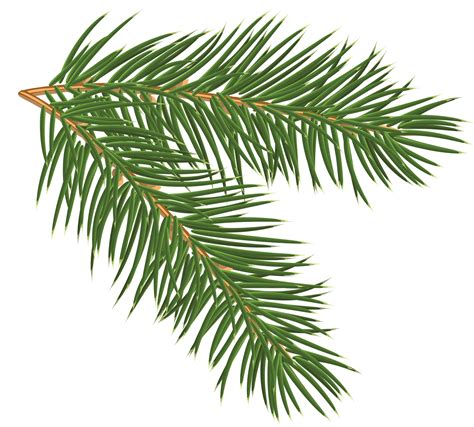 Christmas Tree Branches Png Free Logo Image