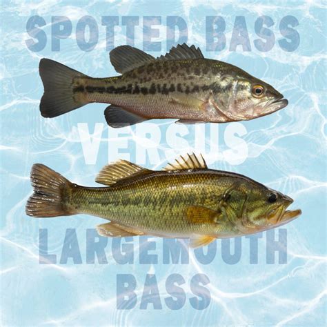 Spotted Bass Vs Largemouth Bass All Their Differences Tastylicious
