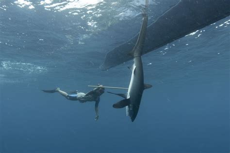 How Endangered Thresher Sharks In Indonesia Are Recovering By