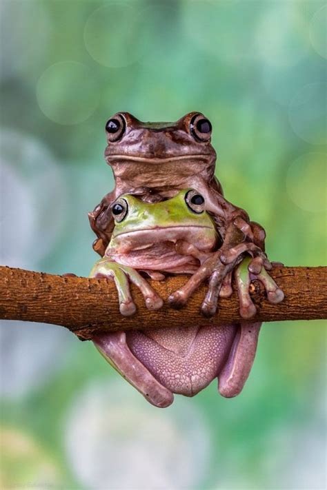Pink Tree Frogs Frog Amazing Frog Animals