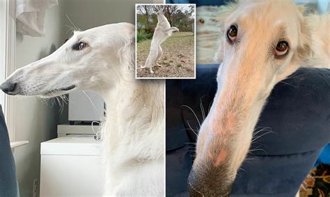 Long Borzoi Nose Timestroopers