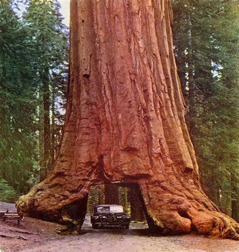 The Coast Redwood Also Known As The Giant Redwood California Redwood Or Coastal Sequoia