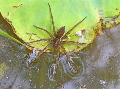 Spiders In Alaska 9 Species To Look Out For
