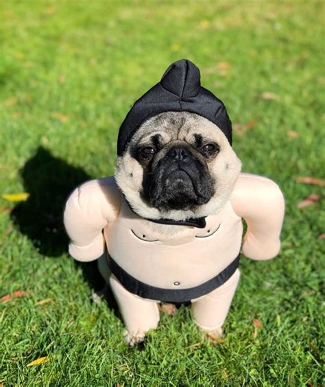 The 15 Best Pug Halloween Costumes Of All Time In 2023 Pug Halloween