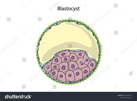 Blastocyst Structure Early Embryological Development Unlabeled