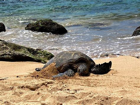 Laniakea Beach Also Known As Turtle Beach