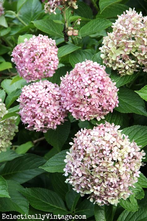 They start out a pale green, then as they remove discolored parts and extra leaves, so the flowers are in good shape for drying. Drying Hydrangeas - the Right Way