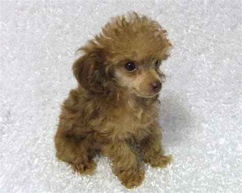 Teacup Poodle Puppies Take A Peek At Some Of Our Past Puppies
