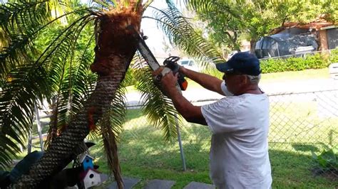 Robellini Palm Phoenix Roebelenii Trimming With Chainsaw YouTube