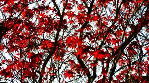 Download Wallpaper 1920x1080 Maple Branches Leaves Tree