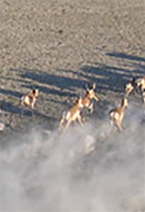 Hart Mountain National Antelope Refuge Us Fish And Wildlife Service