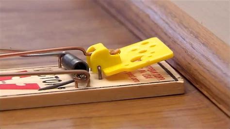 Victor Easy Set Mouse Trap Youtube