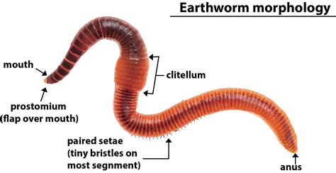 Earthworm A Friend Of A Farmer Belongs To Phylum A Class 11 Biology Cbse
