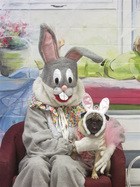 A Day In The Life Of Pugs Hello Easter Bunny