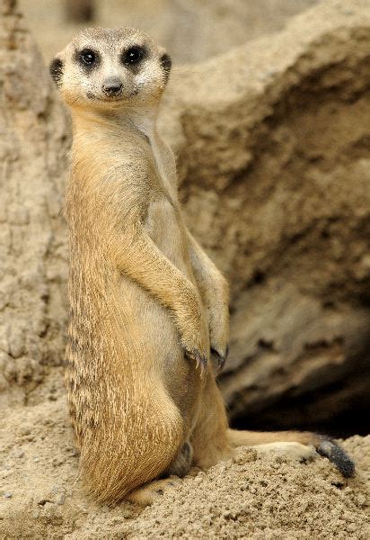 Meerkat Animal Facts And Information