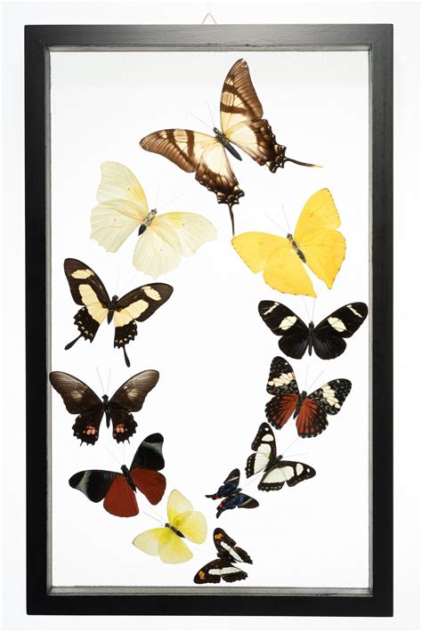 Real Butterfly Framed Wall Art Free Shipping 12 Count Real Glass