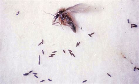 A Sand Fly Lutzomyia Longipalpis