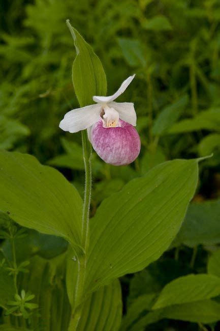 Ladys Slipper A Rare Wild Orchid That Grows In West