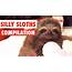 Silly Sloths Video Compilation 2017  YouTube
