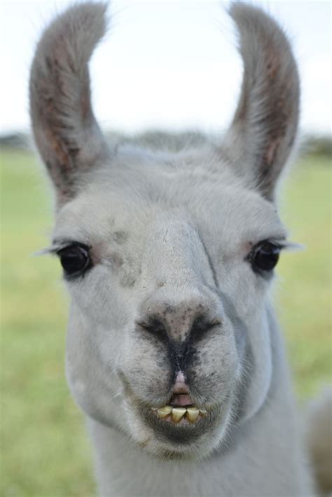 Happy Alpaca Smithsonian Photo Contest Smithsonian Magazine