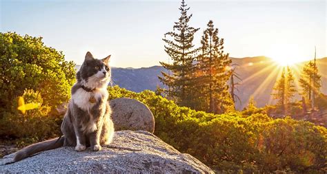 Hiking With Cats: How to Turn Your Kitty Into an Adventure Cat | BeChewy
