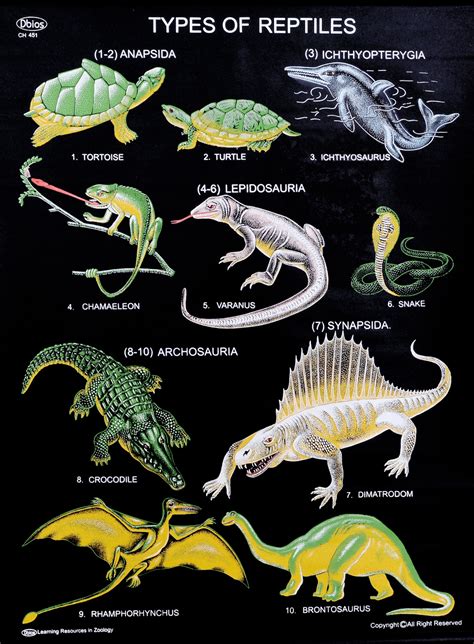 Ch 451 Types Of Reptiles Dbios Charts
