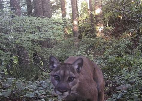 Oregon Wildlife Officials Call Off Hunt For Killer Cougar Dna Doesnt