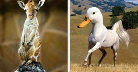 These 30 Hybrid Animals Are A Mix Of Super Cute And