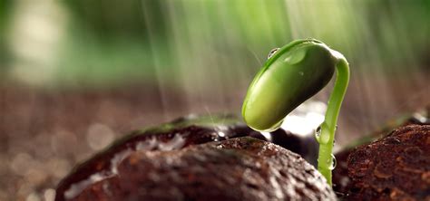 Seedlings Sprout Green Fresh Seedling Background Image For Free Download