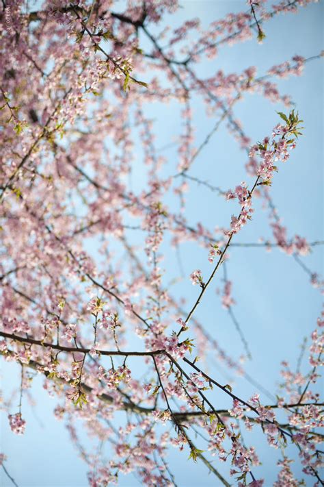 73 Cherry Blossom Desktop Background On Wallpapersafari