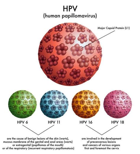 Verruca Hpv And The Immune System Explored