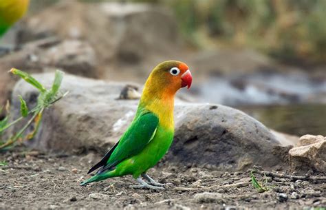 Tanzania Is One Of The Best Place For Bird Watching